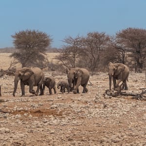 TheElephantsHeadingTowardsAPopularWateringHoleInEtosha