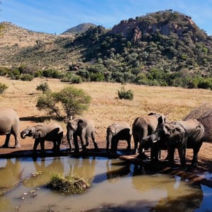 WildElephantsAtPilanesbergNationalParkInNorthWestSouth