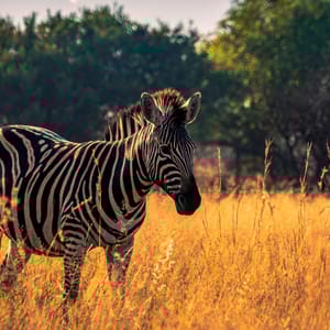 ABeautifulZebraStandingOnDryGrassAtPilanesbergNational