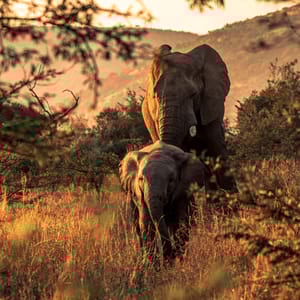 ACloseupShotOfAfricanBushElephantsInPilanesbergNational