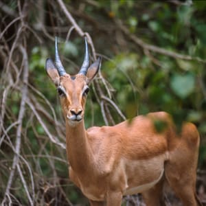 SpringboksGrazingInTheBushesOfKrugerNationalParkSouth