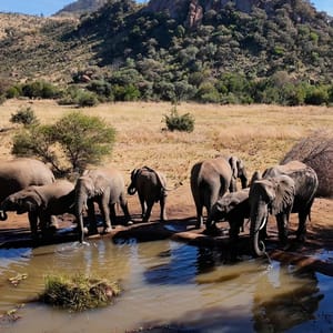 SafariTourAtEtoshaNationalParkInNamibiaAfricanAnimals