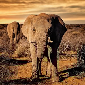 BigElephantInEtoshaNationalparkDuringSunset