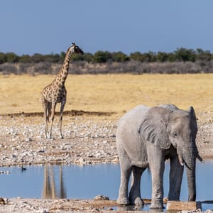 TelephotoShotOfOneGiantAfricanElephant-loxodontaAfricana-An