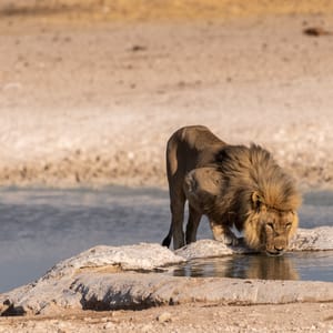Close-upOfAMaleLion-pantheraLeo-DrinkingFromA