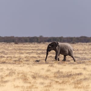 TelephotoShotOfOneAfricanElephant-loxodontaAfricana-RunningAcross