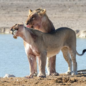 LionFollowingAHuntInTheEtoshaNationalParkNamibia