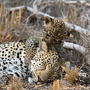AFemaleLeopardTakesANapWhileItCubLicks