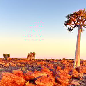 QuiverTreeAroundTheFishRiverCanyonNamibia