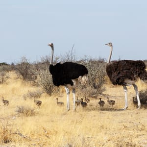 FamilyOfOstrichWithChickenStruthioCamelusInEtoshaPark