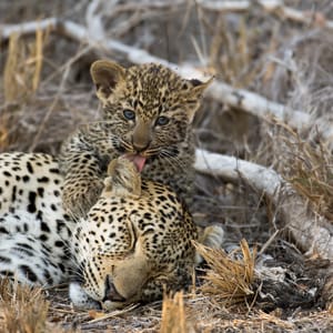 AFemaleLeopardTakesANapWhileItCubLicks