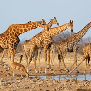 GiraffeHerdgiraffaCamelopardalisAtAWaterholeEtoshaNationalPark