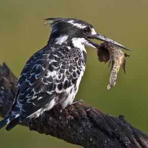 PiedKingfisherWithCatchInPilanesbergNationalPark