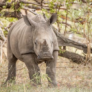 StarringBabyWhiteRhinoInTheKrugerNationalParkSouth