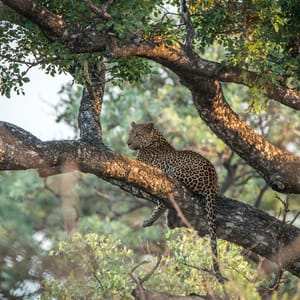LeopardLayingInATreeInTheKrugerNationalPark