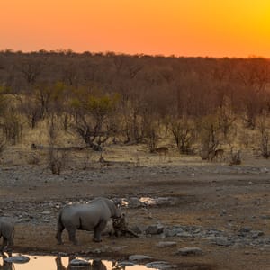 RareBlackRhinosDrinkingFromWaterholeAtSunsetWildlifeSafari