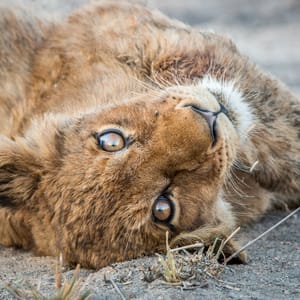 LionCubRestingAfterEatingInTheKrugerNationalPark