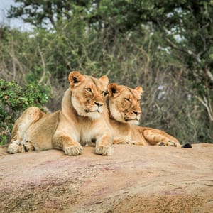 LionsLayingOnRocksInTheKrugerNationalParkSouth
