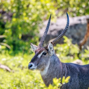 MaleWaterbuckStarringAtTheCameraInTheKrugerNational