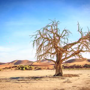 DeadTreeInTheSossusvleiDesertNamibia