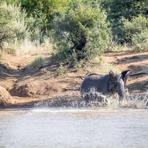 ElephantPlayingInAWaterDamInThePilanesbergNational