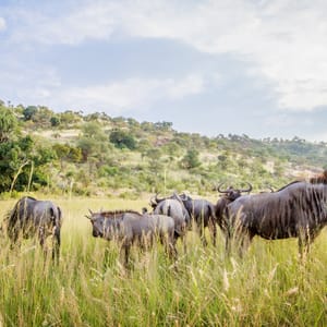 GroupOfBlueWildebeestStandingInHighGrassInThe