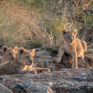 LionCubsLayingOnTheRocksInThePilanesbergNational
