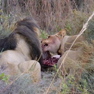 LionsEatingFromAWildebeestInPilanesbergGameReserveSouth