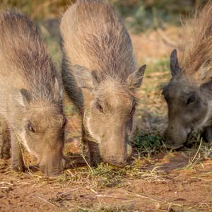GroupOfWarthogsEatingGrassInThePilanesbergNationalPark
