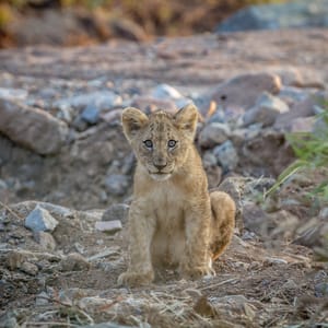 LionCubSittingInADryRiverbedInThePilanesberg