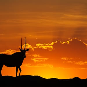 GemsbokAntelopeoryxGazellaSilhouettedAgainstARedSkyKalahari