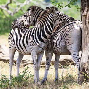 ZebrasInKrugerNationalParkSouthAfrica