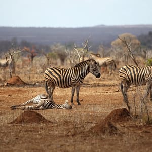 ZebraInKrugerNationalPark