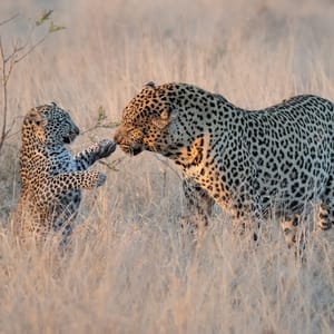 AMaleLeopardPantheraPardusInteractsWithACub