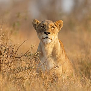 AnAlertLionesspantheraLeoInNaturalHabitatKrugerNational