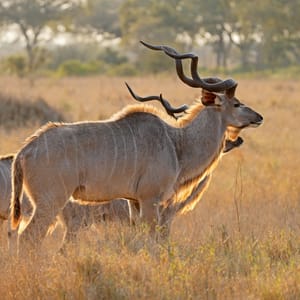 BacklitKuduAntelopestragelaphusStrepsicerosKrugerNationalParkSouthAfrica