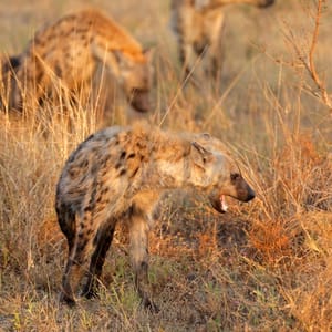 ASpottedHyenacrocutaCrocutaInNaturalHabitatKrugerNational