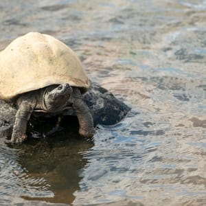ACloseupShotOfACuteTurtleOnARock