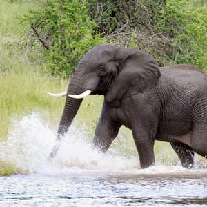 ACuteElephantWalkingInARiverAtKrugerNational