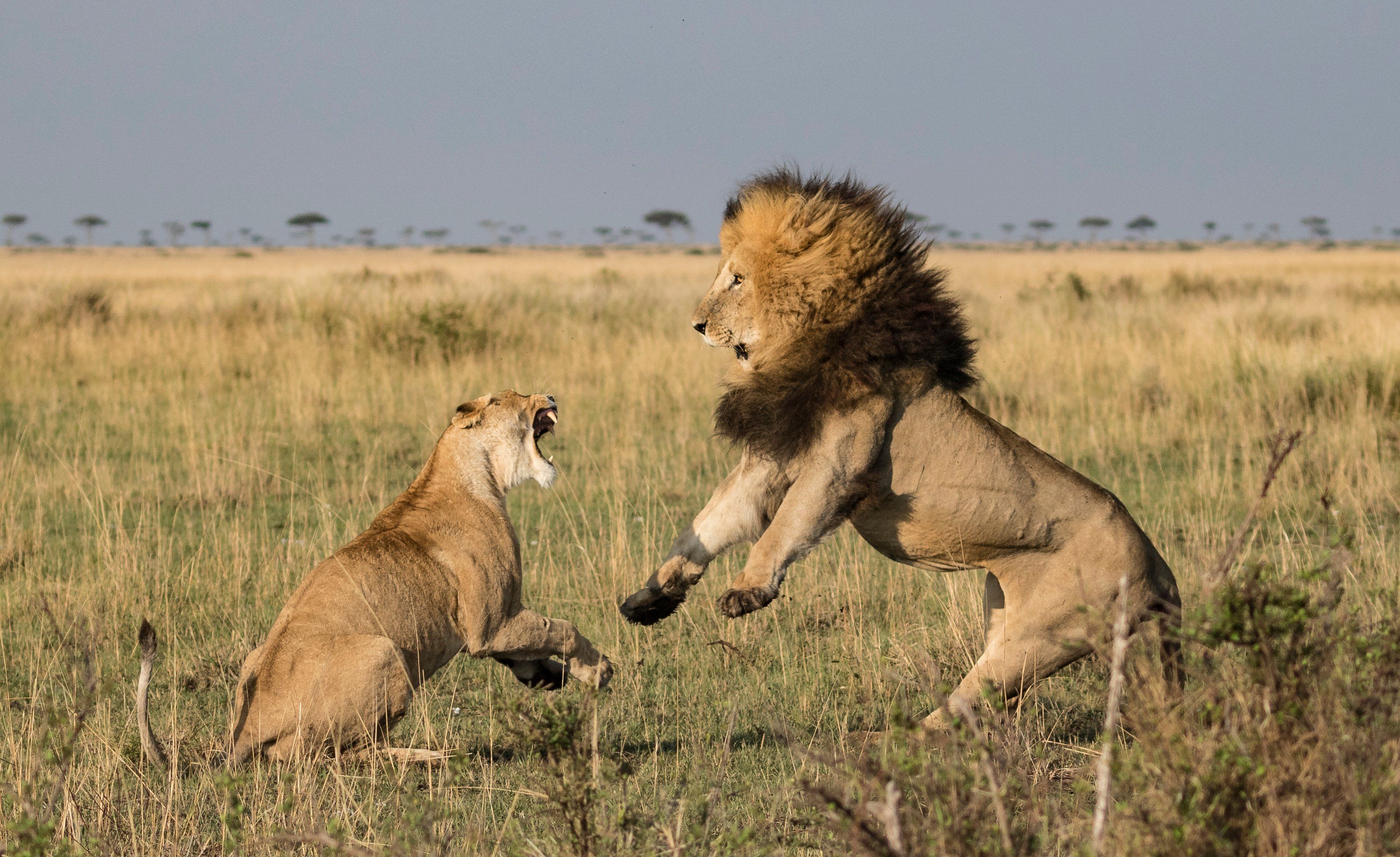 Løver i Masai Mara, Kenya » Tembo safari Løver i Masai Mara