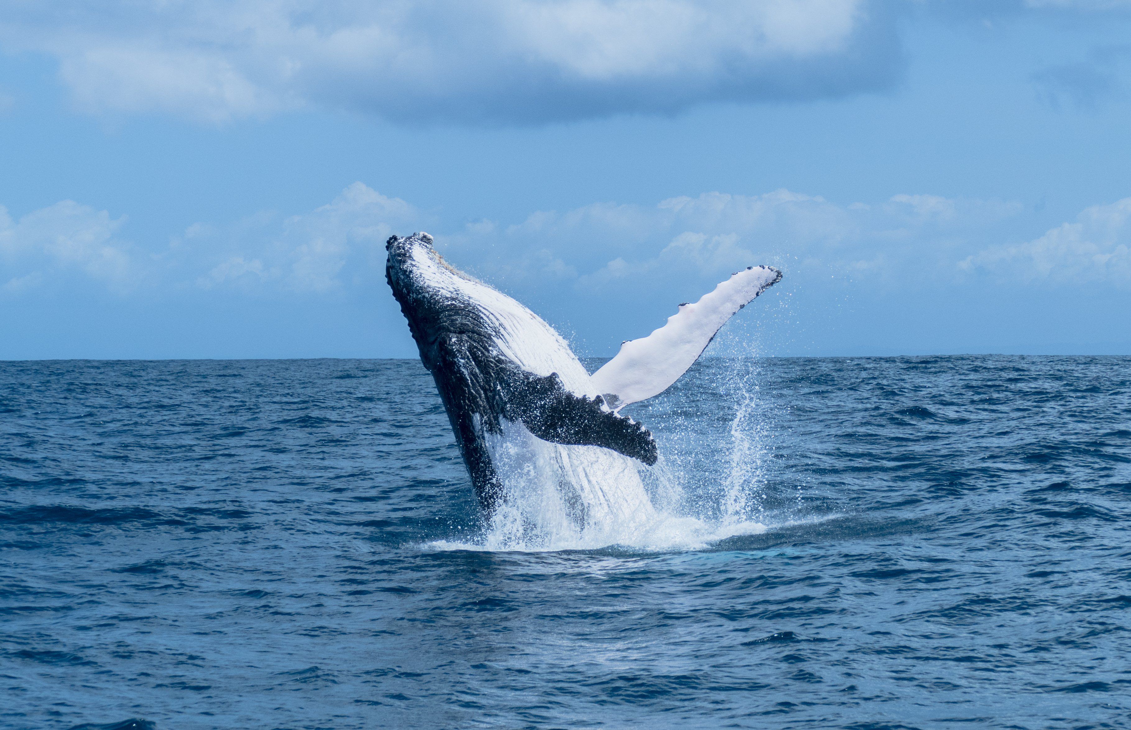 Male,Humpback,Whale,Breaching,Off,Tropical,Island,In,Turqouise,Water/ » Tembo Safari