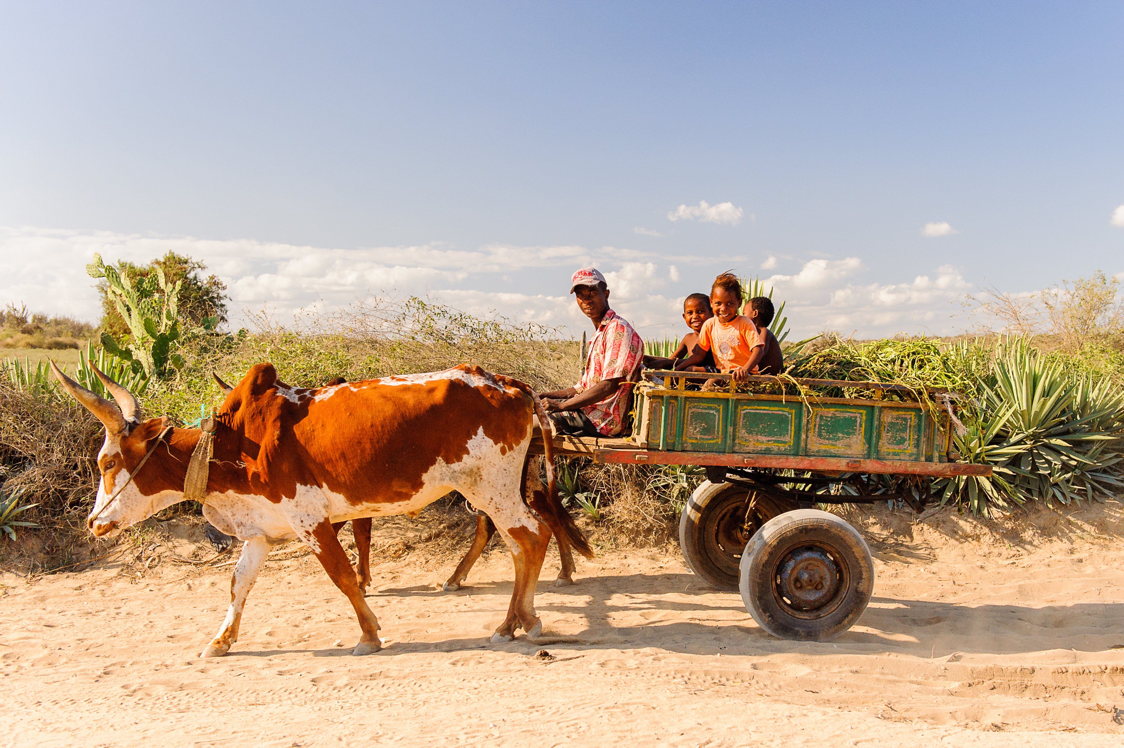 Zebu cart nær Antananarivo på Madagaskar » Tembo Safari Zebu cart nær Antananarivo på Madagaskar