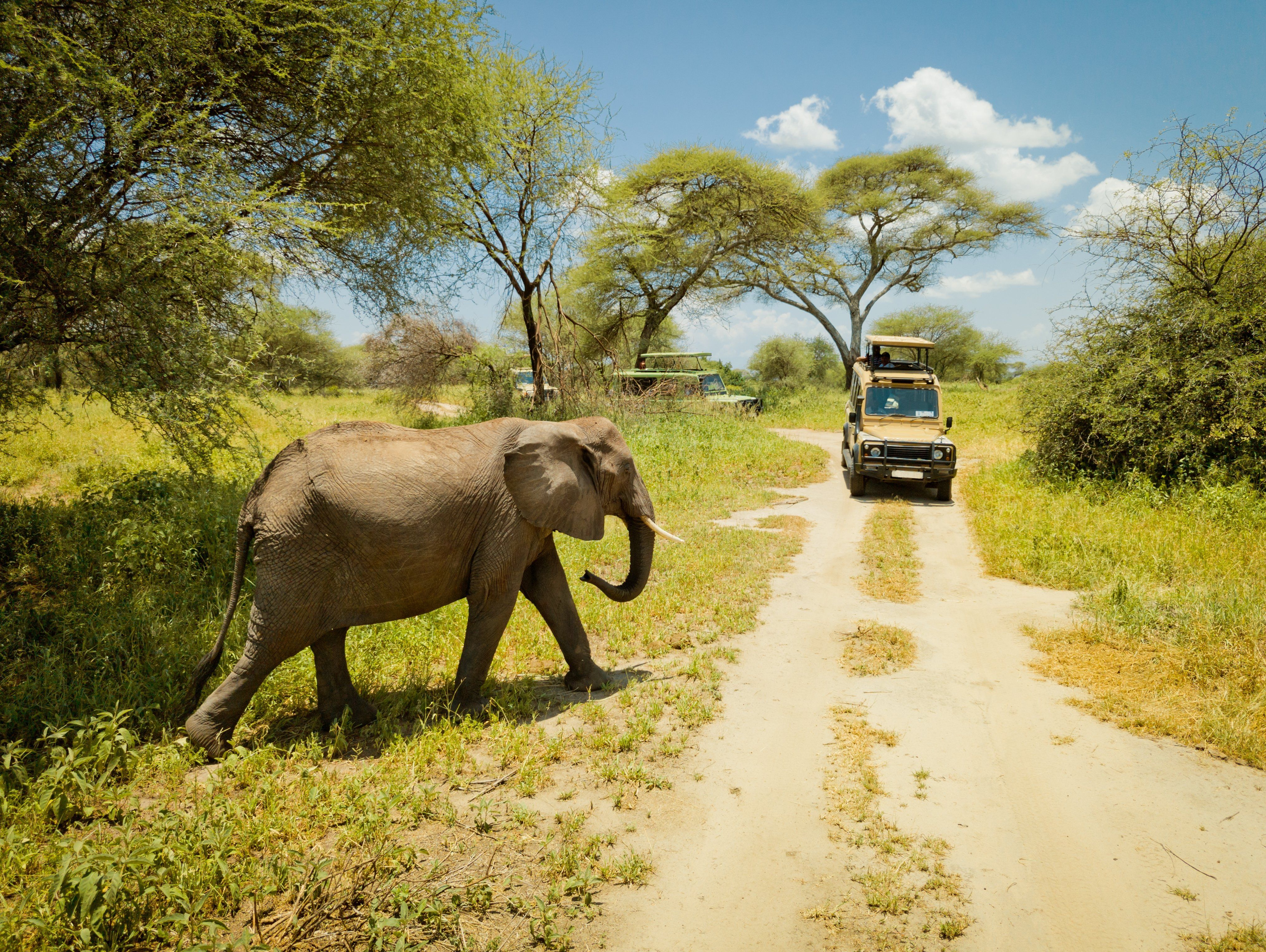 Elefant krydser en vej ved Lake Manyara, Tanzania Elefant krydser en vej ved Lake Manyara, Tanzania