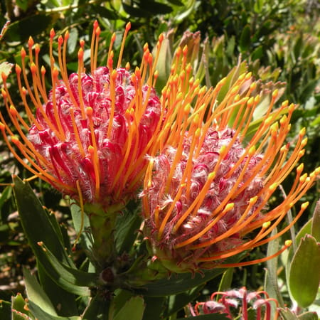 Protea, Gardenroute, Sydafrika