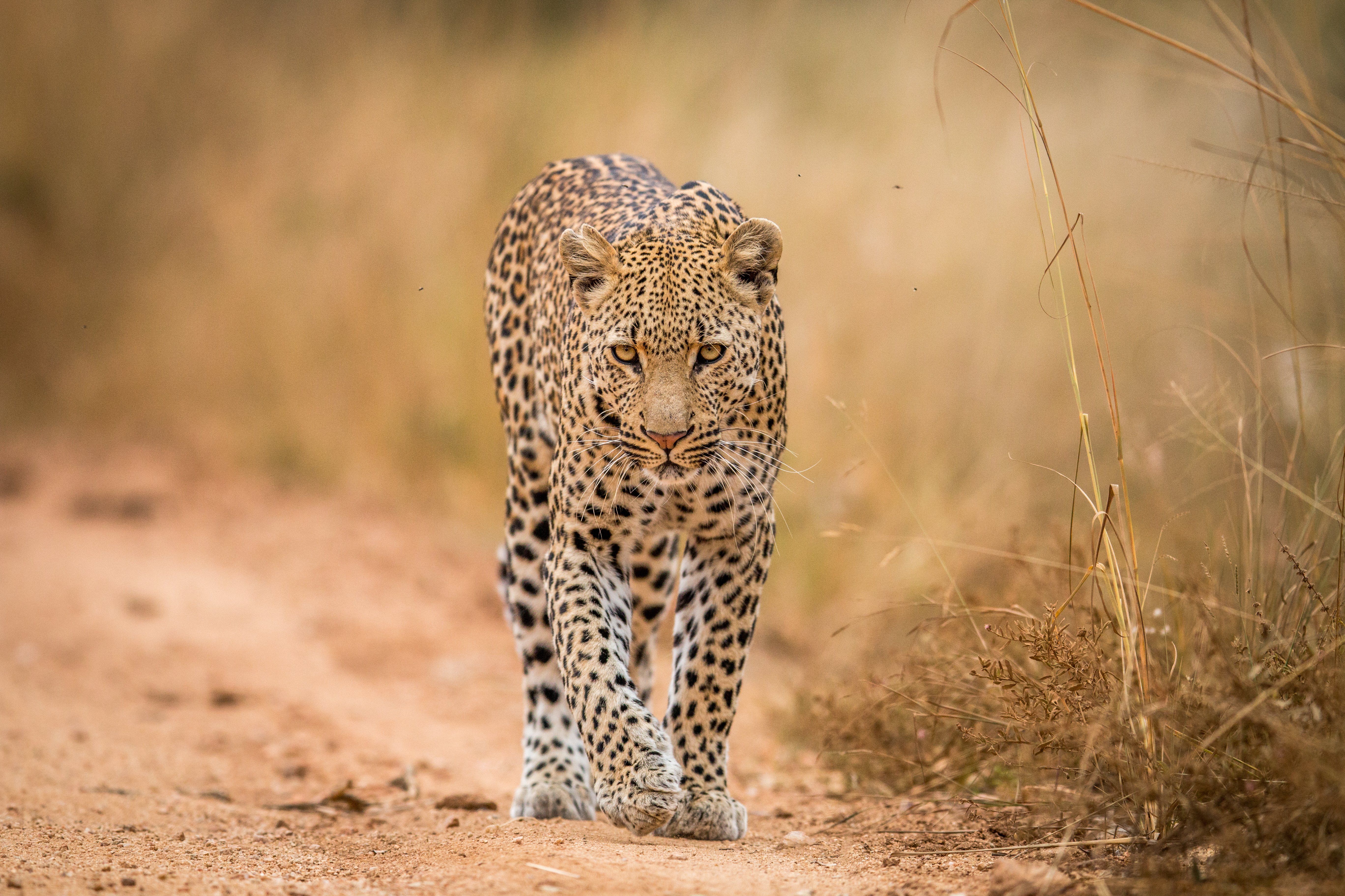 Leopard midt på vejen i Kruger Nationalparken