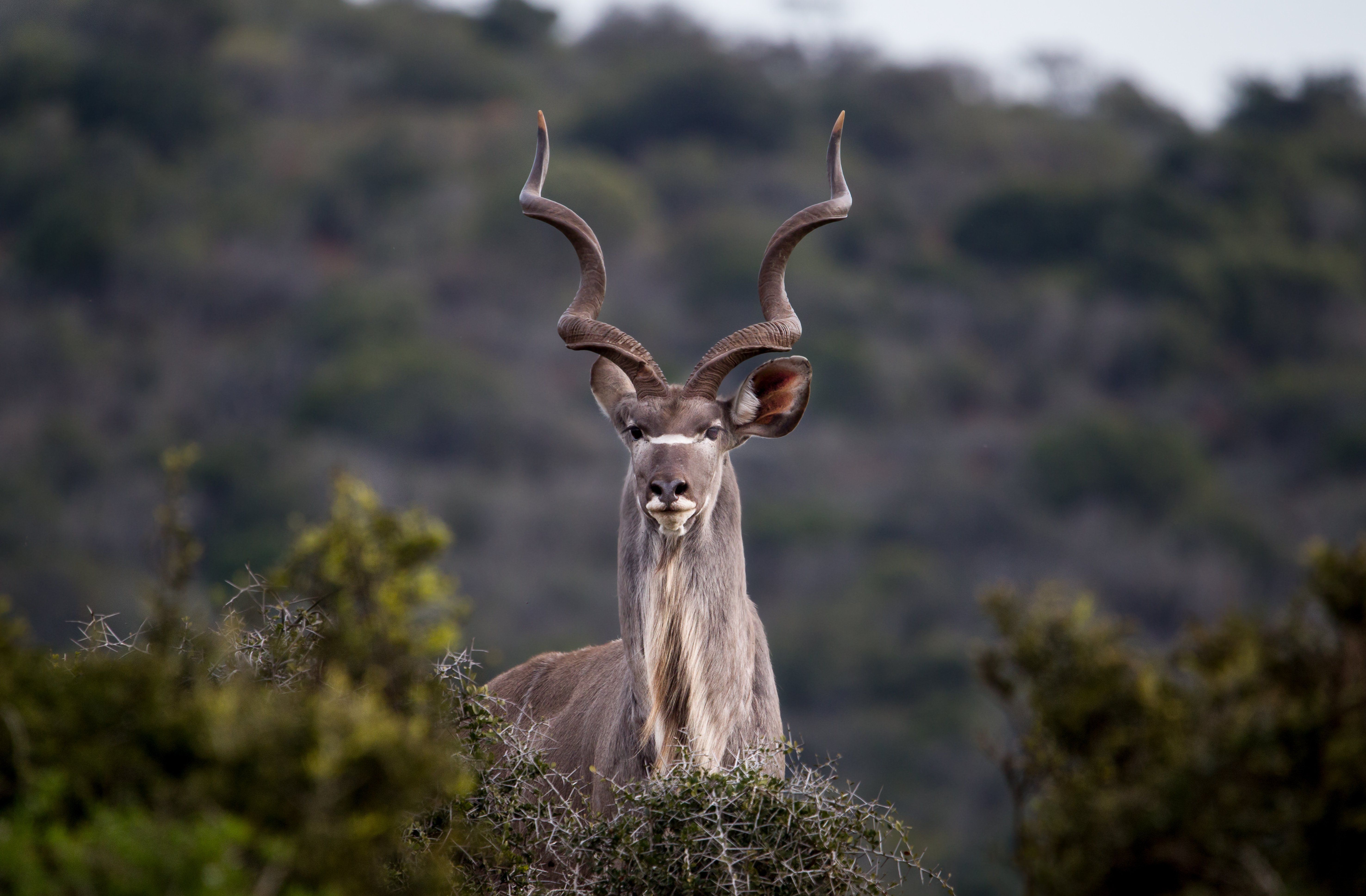 Addo Elephant Nationalparken Sydafrika portræt af en Kudu