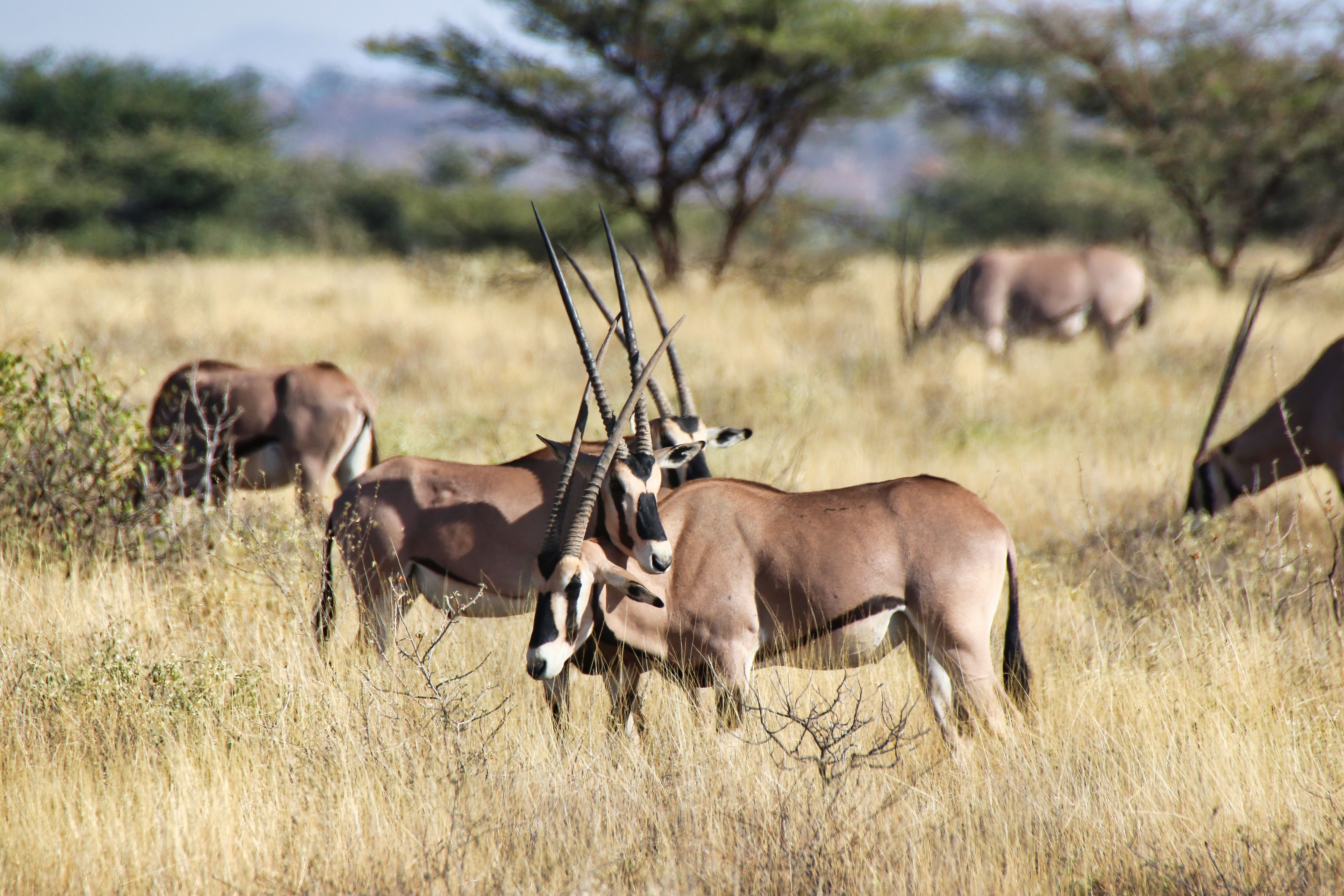 Oryx antilope i Samburu » Tembo Safari Oryx antilope i Samburu