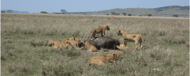 Lisbeth og Preben på Tanzania safari