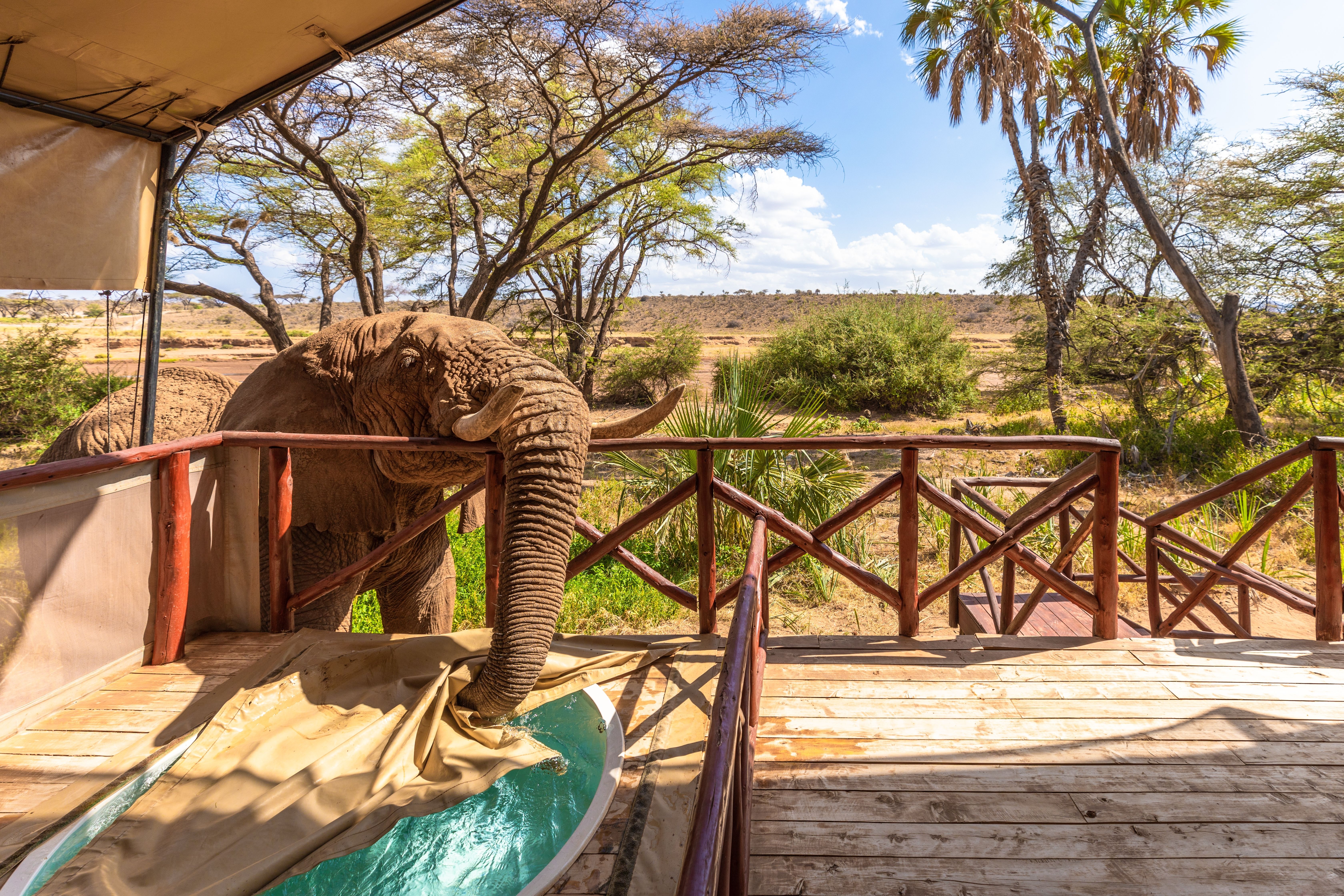 Elefant drikker af poolen » Tembo Safari Elefant drikker af poolen på Elephant Bedroom camp