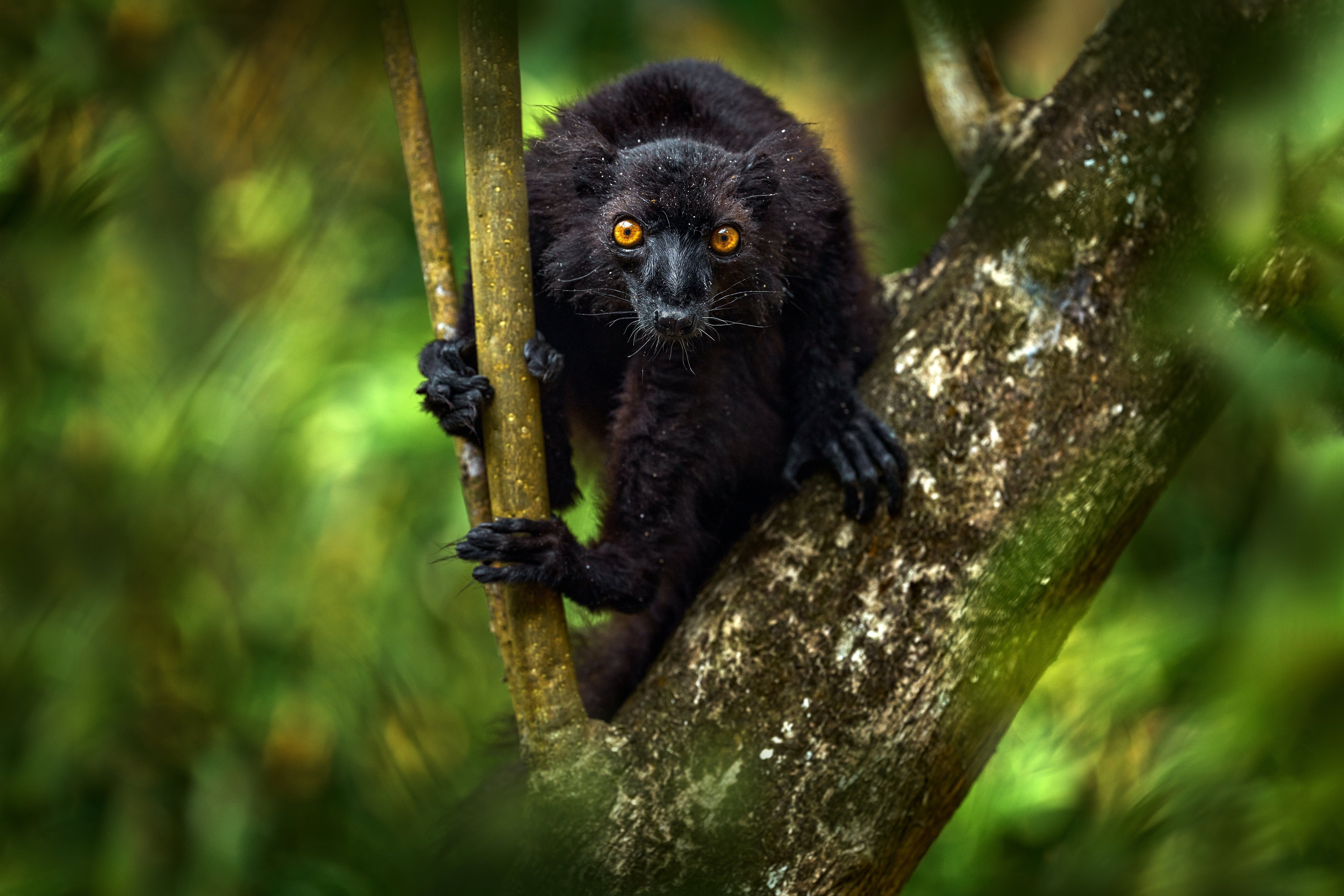 Black Lemur i skoven på Madagaskar » Tembo Safari Black Lemur i skoven på Madagaskar